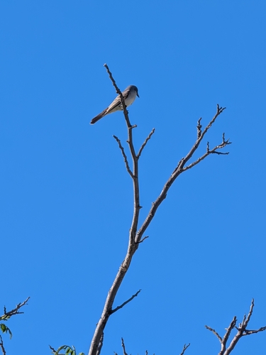 Gray Kingbird
