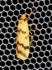 Tigrioides alterna
