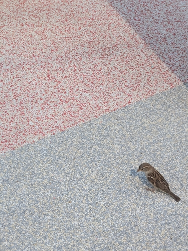 イエスズメ