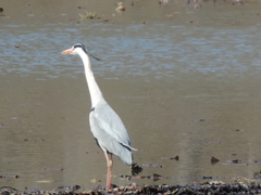Ardea cinerea