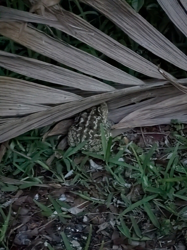 Cane Toad