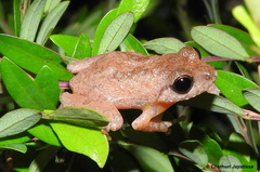 Pseudophilautus