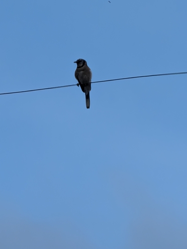 Blue Jay