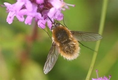 Bombylius canescens