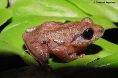 Pseudophilautus