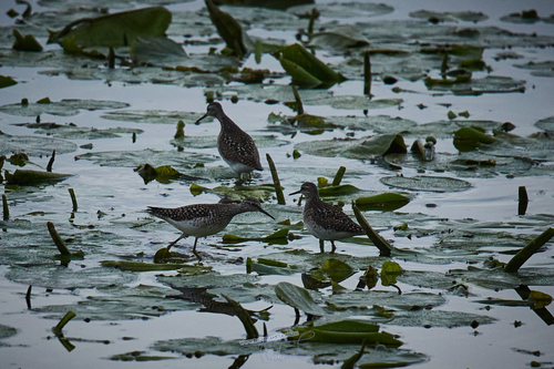 iNaturalist image