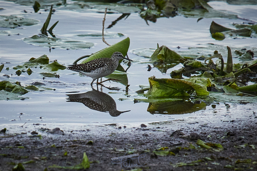 iNaturalist image