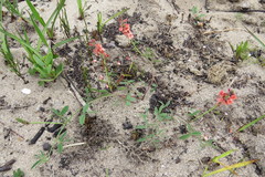 Indigofera sinusalgoae