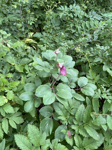 Wild peony (Paeonia mascula)