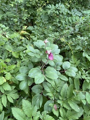 Paeonia mascula, photograph author not stated, no rights reserved