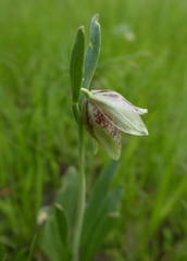 Fritillaria agrestis