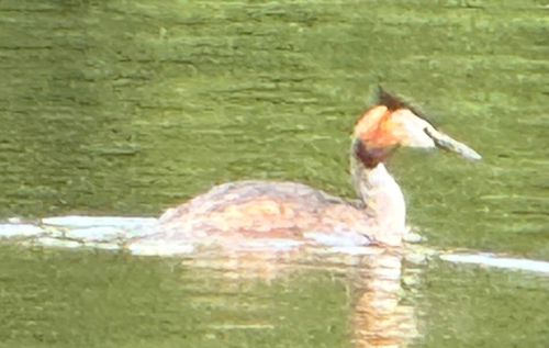 Great Crested Grebe