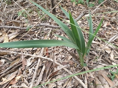 Dianella longifolia longifolia