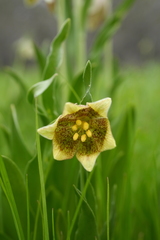 Fritillaria agrestis