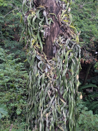 Deamia testudo, photograph 4
