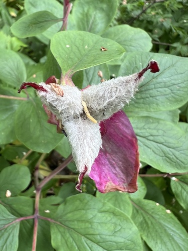 Paeonia mascula, photograph 6
