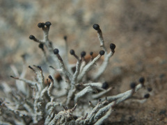 Pilophorus acicularis