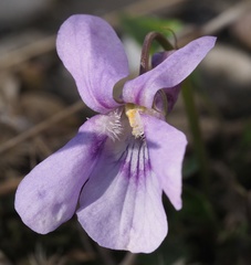 Viola × bavarica