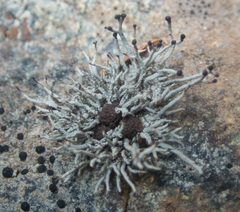 Pilophorus acicularis