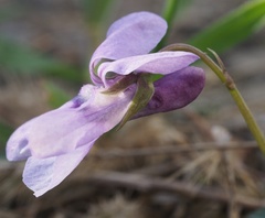Viola × bavarica