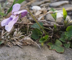 Viola × bavarica