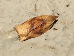 Epichoristodes dorsiplagana