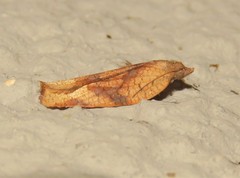 Epichoristodes dorsiplagana