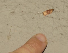 Epichoristodes dorsiplagana