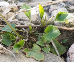 Viola × bavarica