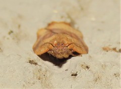 Epichoristodes dorsiplagana