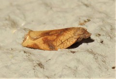 Epichoristodes dorsiplagana