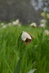 Fritillaria agrestis
