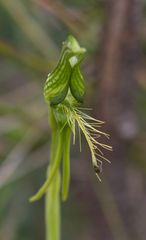 Pterostylis unicornis