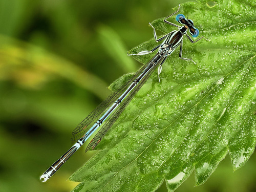 Blue Featherleg