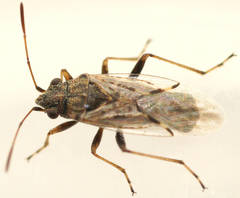 Nysius vinitor