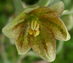 Fritillaria agrestis