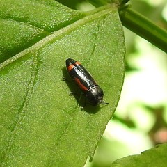 Ptosima laeta