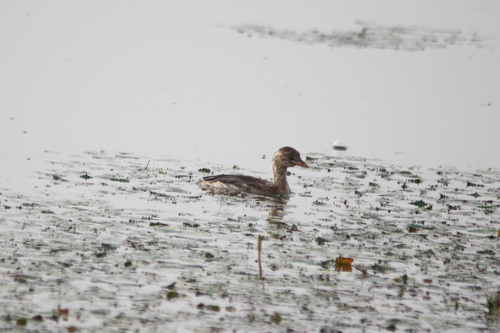 iNaturalist image
