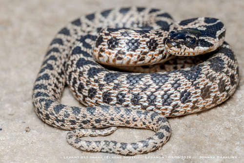 Levant Rat Snake