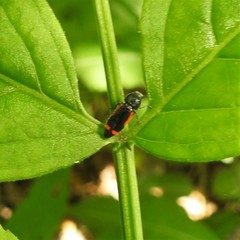 Ptosima laeta