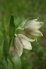 Fritillaria agrestis