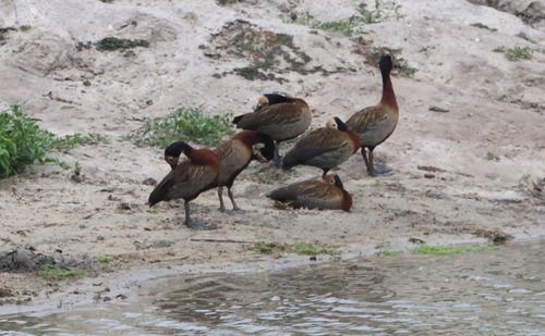 iNaturalist: (c) Alexander Lees, some rights reserved (CC BY-NC), uploaded by Alexander Lees iNaturalist image