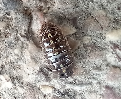 Common Pill Woodlouse