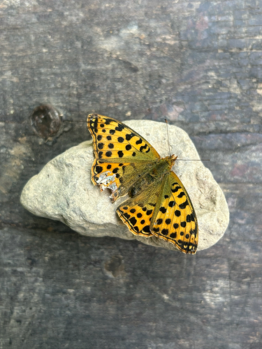 Queen of Spain Fritillary