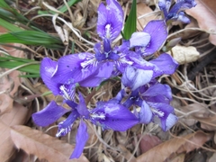 Iris rossii
