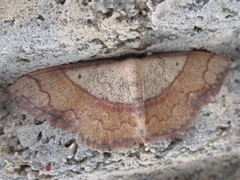 Pylargosceles steganioides