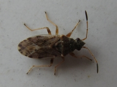 Stigmatonotum rufipes