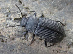 Heterotarsus carinula