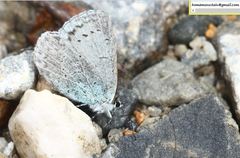 Celastrina perplexa