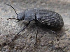 Heterotarsus carinula